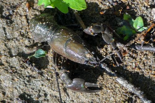Réf. 310 146 : Pacifastacus leniusculus